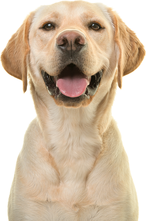 Portrait of a Blond Labrador Retriever Dog